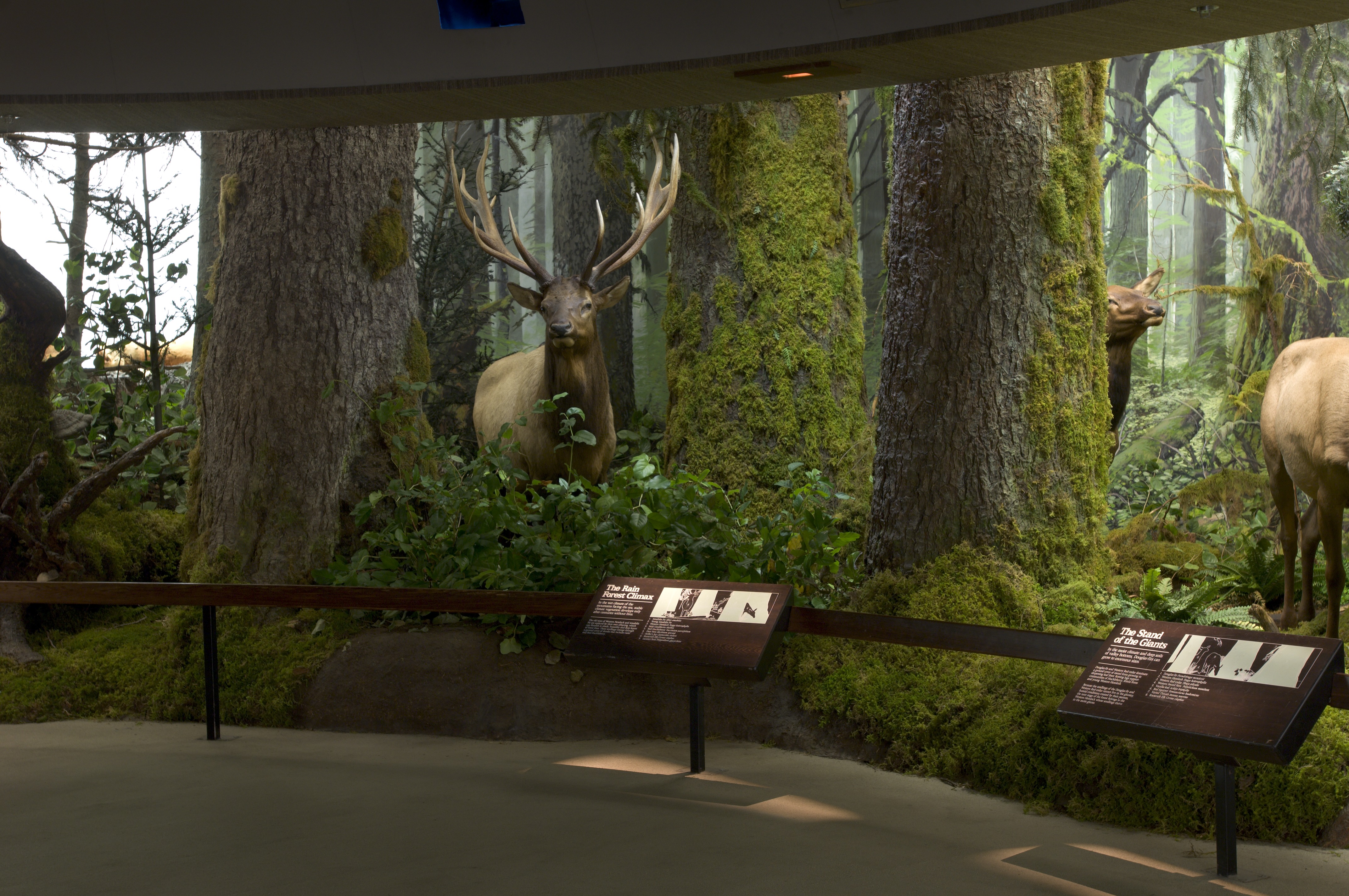 Natural History of BC at Royal BC Museum